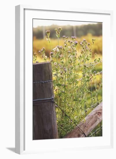 Flowers On The Fence I-Gail Peck-Framed Photo