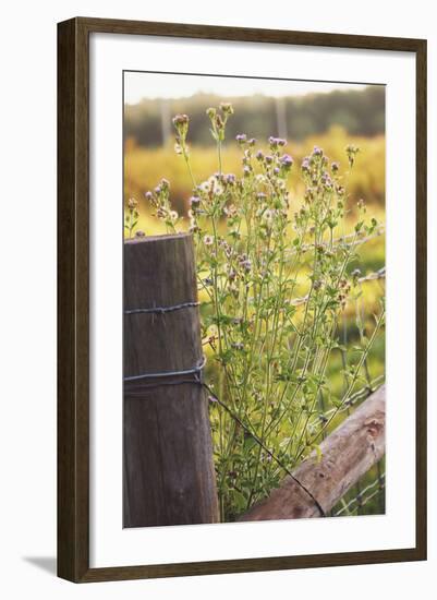 Flowers On The Fence I-Gail Peck-Framed Photo