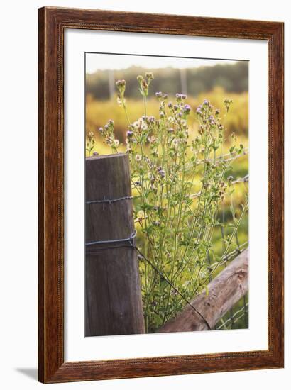 Flowers On The Fence I-Gail Peck-Framed Photo