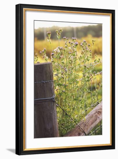 Flowers On The Fence I-Gail Peck-Framed Photo