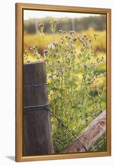 Flowers On The Fence I-Gail Peck-Framed Stretched Canvas