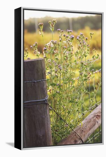 Flowers On The Fence I-Gail Peck-Framed Stretched Canvas