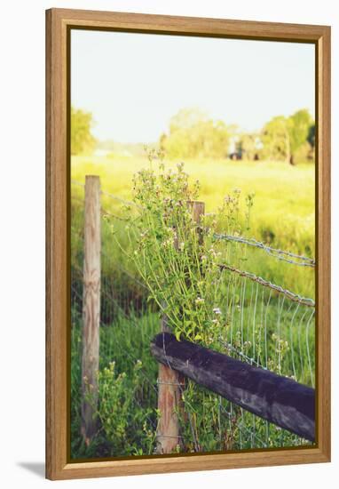Flowers On The Fence II-Gail Peck-Framed Stretched Canvas