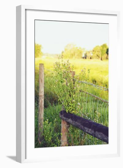 Flowers On The Fence II-Gail Peck-Framed Photo