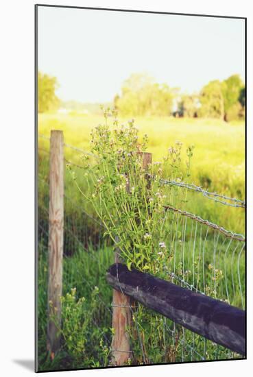 Flowers On The Fence II-Gail Peck-Mounted Photo