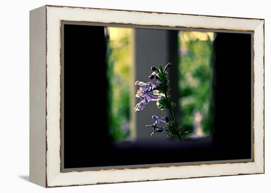 Flowers on the Highline NYC-null-Framed Stretched Canvas