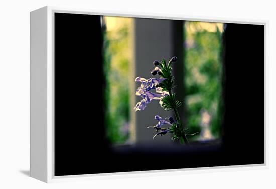 Flowers on the Highline NYC-null-Framed Stretched Canvas