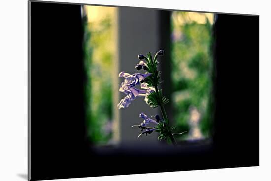 Flowers on the Highline NYC-null-Mounted Photo