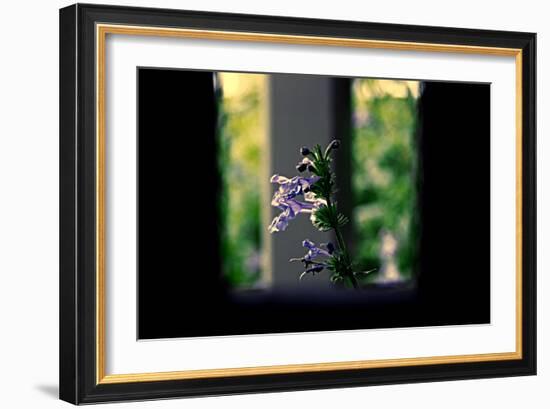 Flowers on the Highline NYC-null-Framed Photo