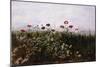 Flowers on the Irish Coast-Andrew Nicholl-Mounted Giclee Print