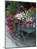 Flowers Outside Cafe, Zermatt, Switzerland-Lisa S. Engelbrecht-Mounted Photographic Print