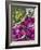 Flowers Prepared for Offerings, Yogyakarta, Java, Indonesia-Ian Trower-Framed Photographic Print