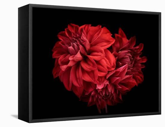 Flowers Red Dahlia, Buds Close-Up. Black Background.-null-Framed Premier Image Canvas