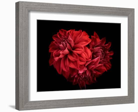 Flowers Red Dahlia, Buds Close-Up. Black Background.-null-Framed Photographic Print