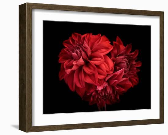 Flowers Red Dahlia, Buds Close-Up. Black Background.-null-Framed Photographic Print