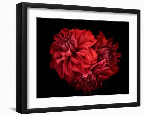 Flowers Red Dahlia, Buds Close-Up. Black Background.-null-Framed Photographic Print