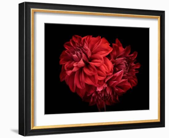 Flowers Red Dahlia, Buds Close-Up. Black Background.-null-Framed Photographic Print