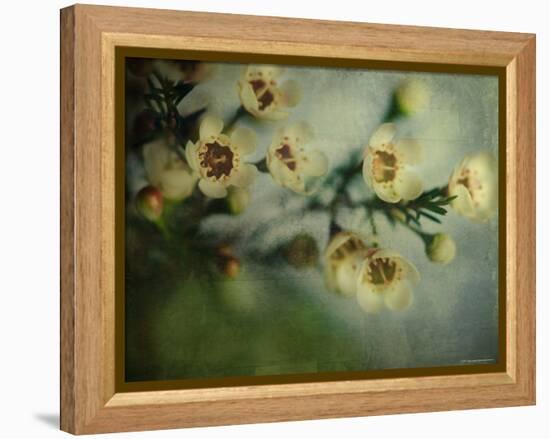 Flowers Strewn-Irene Suchocki-Framed Premier Image Canvas