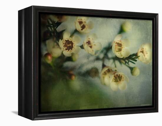 Flowers Strewn-Irene Suchocki-Framed Premier Image Canvas