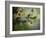 Flowers Strewn-Irene Suchocki-Framed Photographic Print