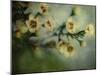 Flowers Strewn-Irene Suchocki-Mounted Photographic Print