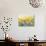 Flowers Sway II-Tim O'toole-Premium Giclee Print displayed on a wall