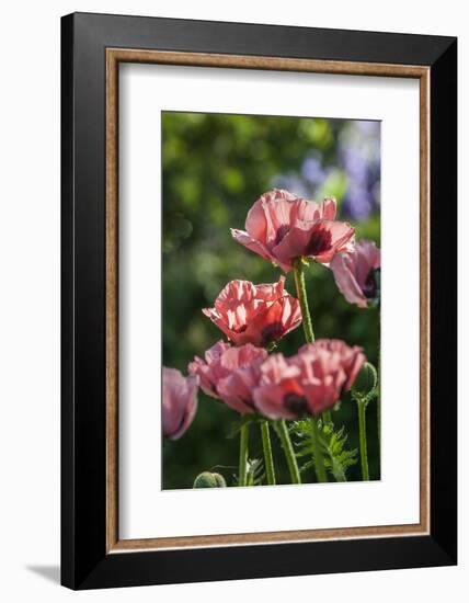 Flowers, Temple Square, Salt Lake City, Utah-Michael DeFreitas-Framed Photographic Print