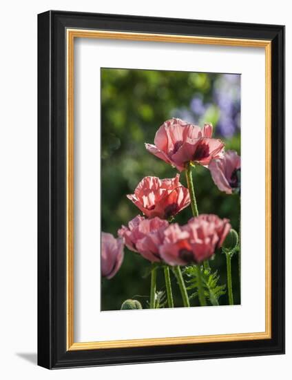 Flowers, Temple Square, Salt Lake City, Utah-Michael DeFreitas-Framed Photographic Print