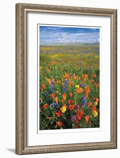 Flowers to the Horizon I-Donald Paulson-Framed Giclee Print