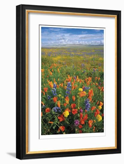 Flowers to the Horizon I-Donald Paulson-Framed Giclee Print