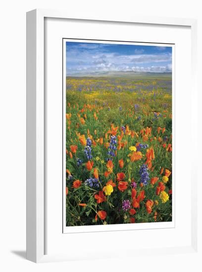 Flowers to the Horizon I-Donald Paulson-Framed Giclee Print