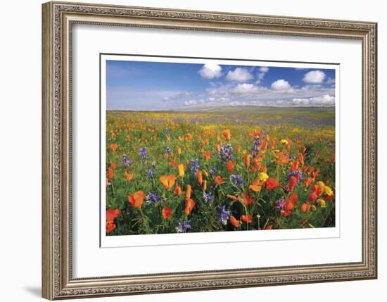 Flowers to the Horizon II-Donald Paulson-Framed Giclee Print