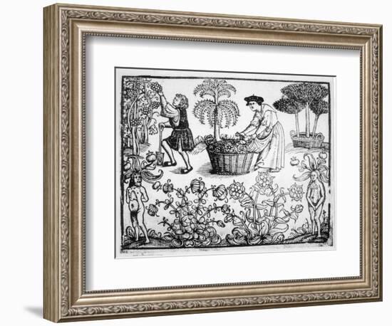 Flowers Vines Shrubs and Mandrakes in a Medieval Herb Garden-null-Framed Art Print