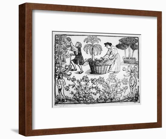 Flowers Vines Shrubs and Mandrakes in a Medieval Herb Garden-null-Framed Art Print