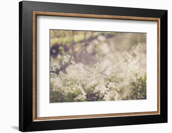 Flowers, white, blur-Jule Leibnitz-Framed Photographic Print