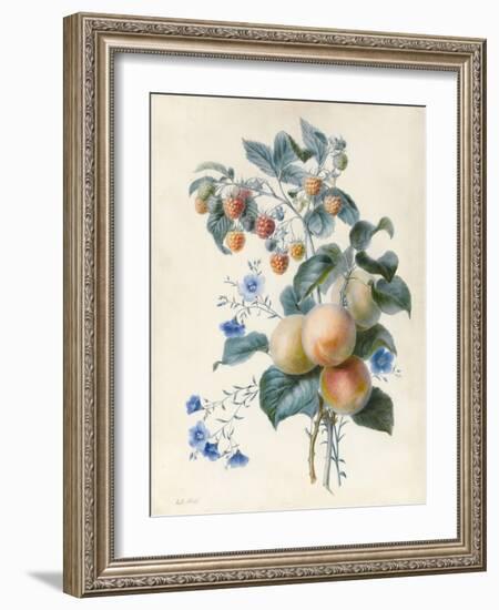 Flowers with Plums and Raspberries on their Branches (W/C and Bodycolour on Vellum)-Adele Riche-Framed Giclee Print