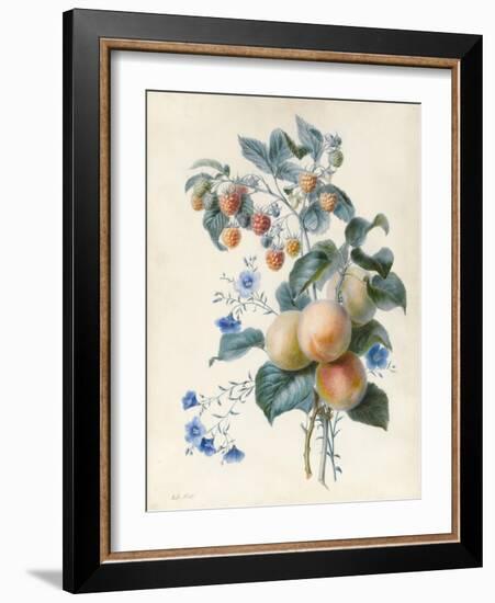 Flowers with Plums and Raspberries on their Branches (W/C and Bodycolour on Vellum)-Adele Riche-Framed Giclee Print