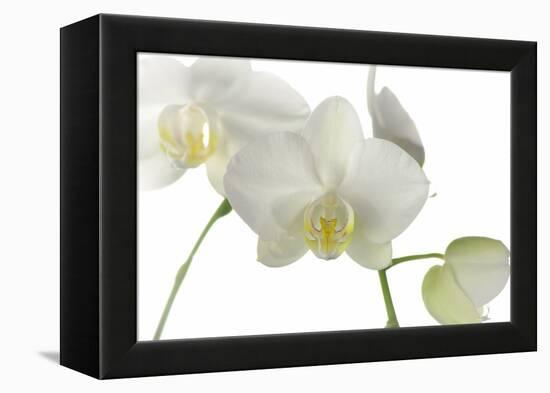 Flowers-Gordon Semmens-Framed Premier Image Canvas