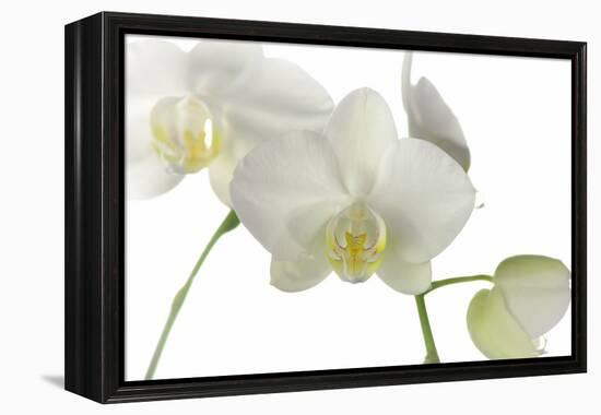 Flowers-Gordon Semmens-Framed Premier Image Canvas