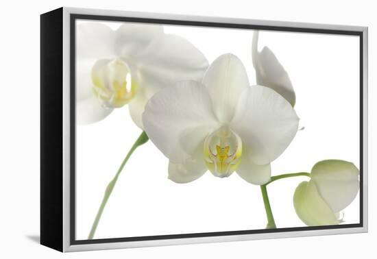 Flowers-Gordon Semmens-Framed Premier Image Canvas
