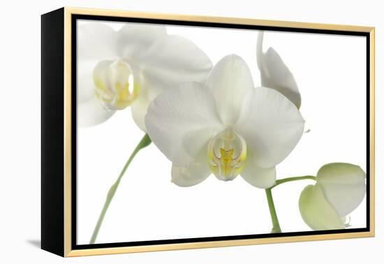 Flowers-Gordon Semmens-Framed Premier Image Canvas