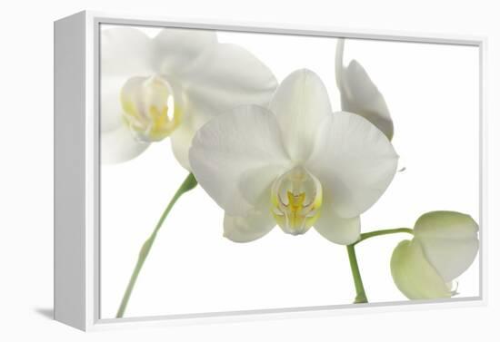 Flowers-Gordon Semmens-Framed Premier Image Canvas