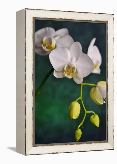 Flowers-Gordon Semmens-Framed Premier Image Canvas