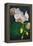 Flowers-Gordon Semmens-Framed Premier Image Canvas