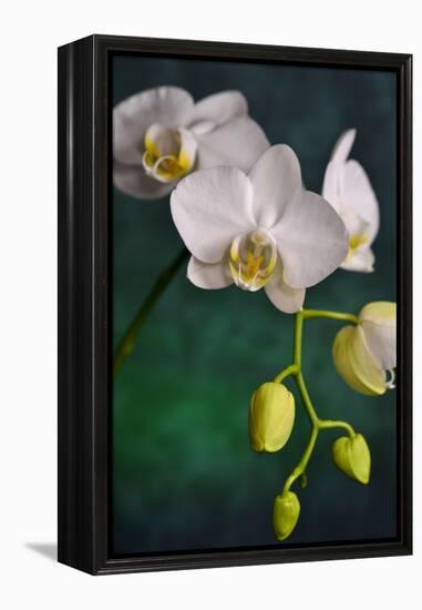 Flowers-Gordon Semmens-Framed Premier Image Canvas