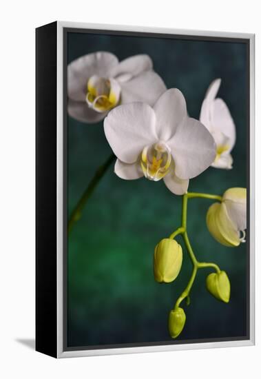 Flowers-Gordon Semmens-Framed Premier Image Canvas