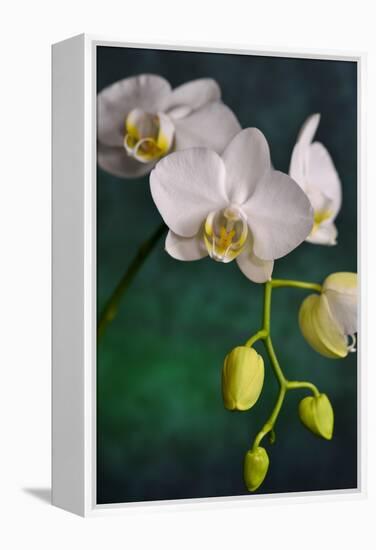 Flowers-Gordon Semmens-Framed Premier Image Canvas