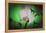 Flowers-Gordon Semmens-Framed Premier Image Canvas