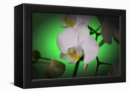 Flowers-Gordon Semmens-Framed Premier Image Canvas