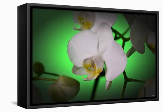 Flowers-Gordon Semmens-Framed Premier Image Canvas